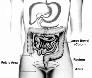 Lower GI Diagram